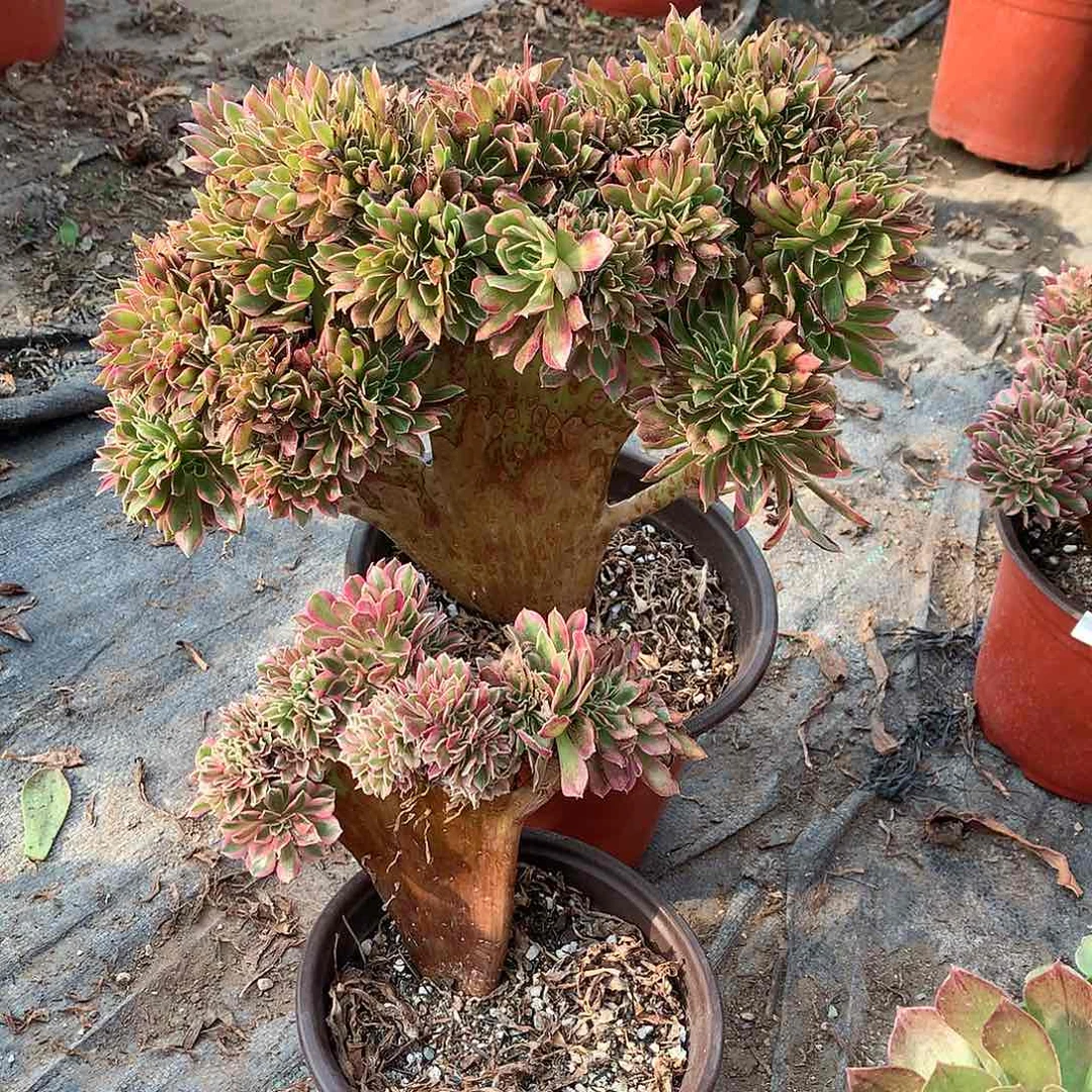 女神女巫两颗套餐