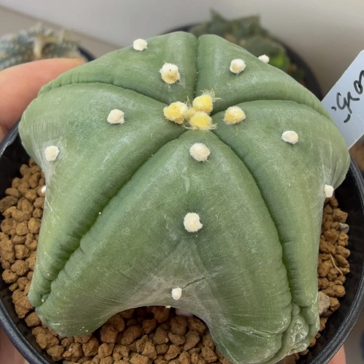 捡漏了无敌的五角星