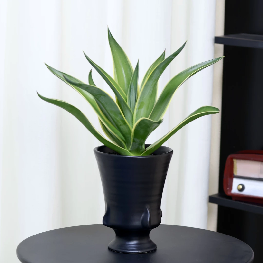 【金边龙舌兰】室内盆栽多肉植物巨型稀有品种好养活花卉树苗