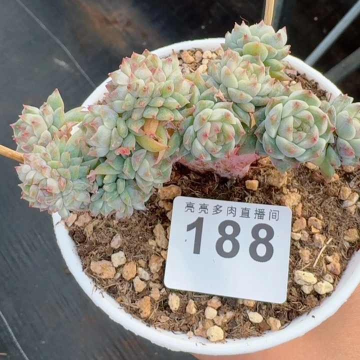秘境冰魄树桩缀化         精控精养多肉植物