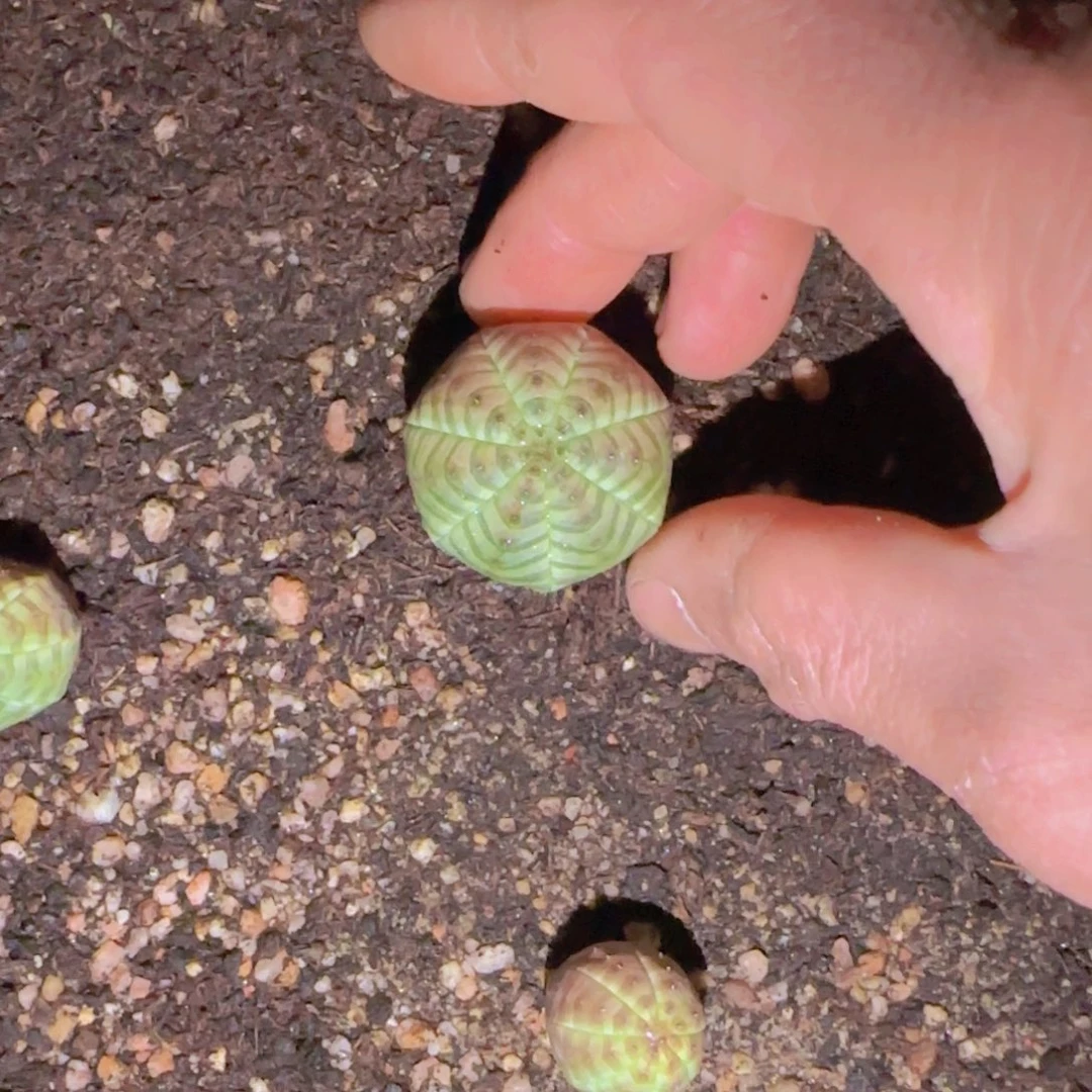 ?****人块根植物块根植物