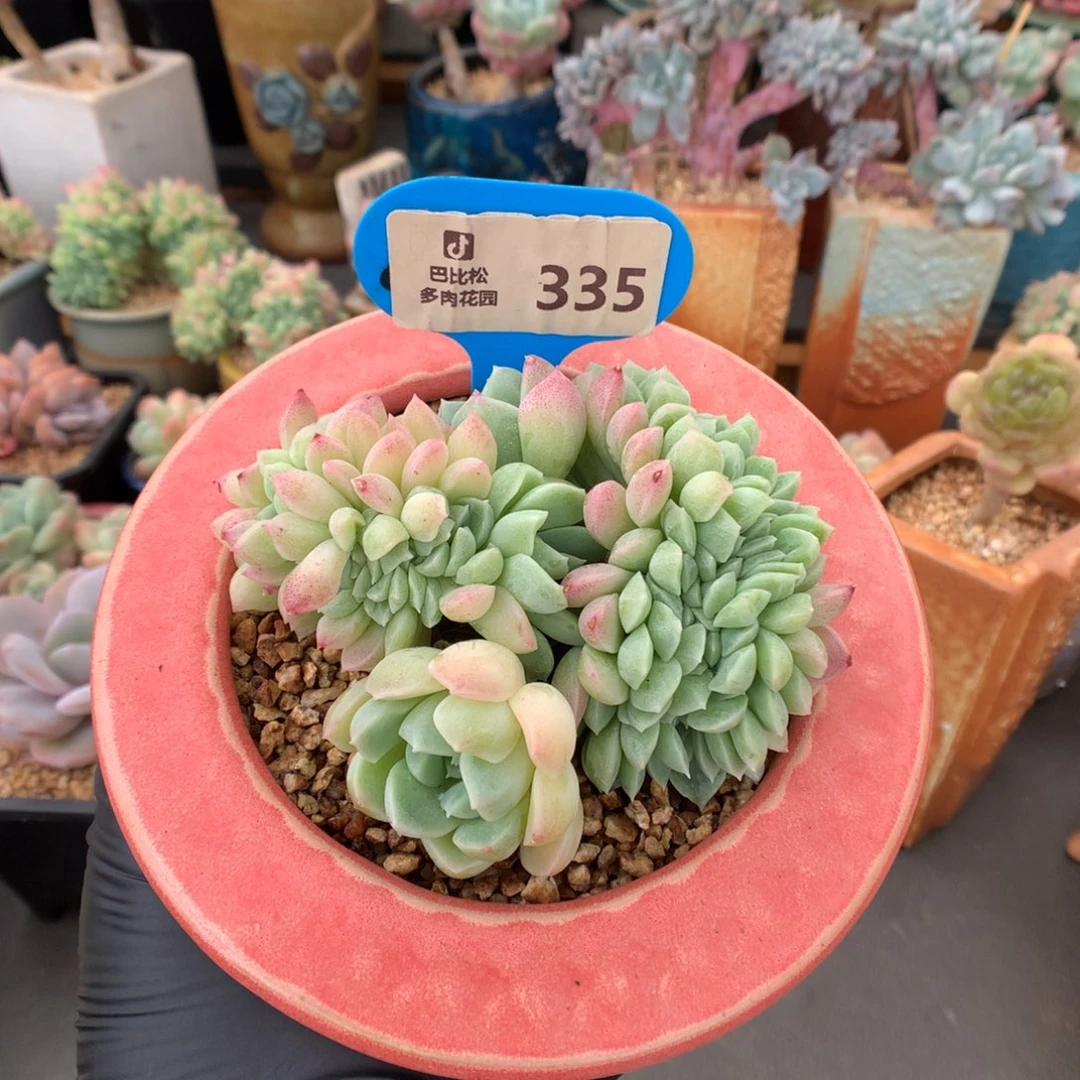 335 奶油美人缀多肉