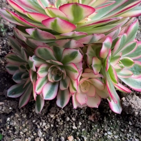 647倾城满25包邮多肉