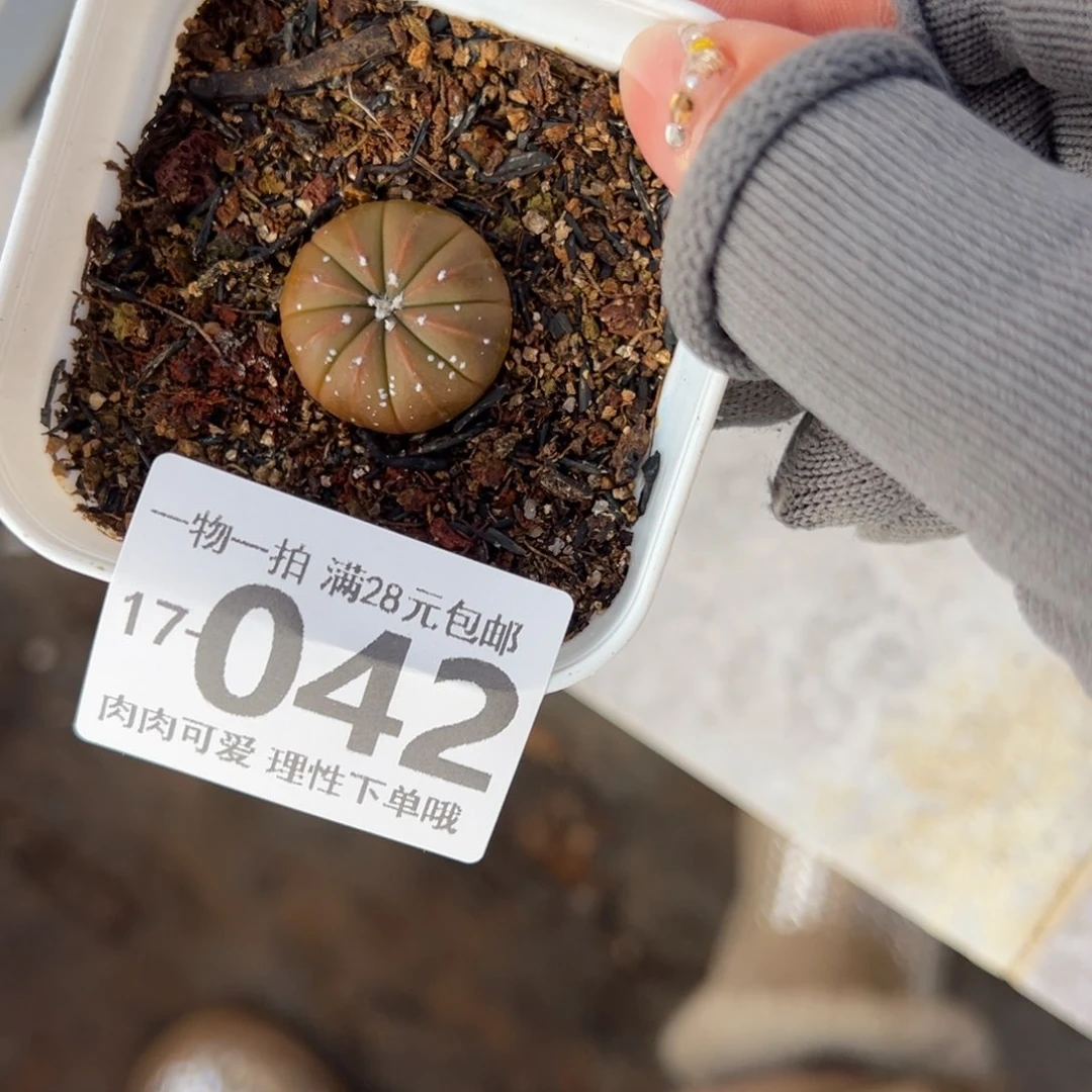 心兜多肉多肉多肉多肉