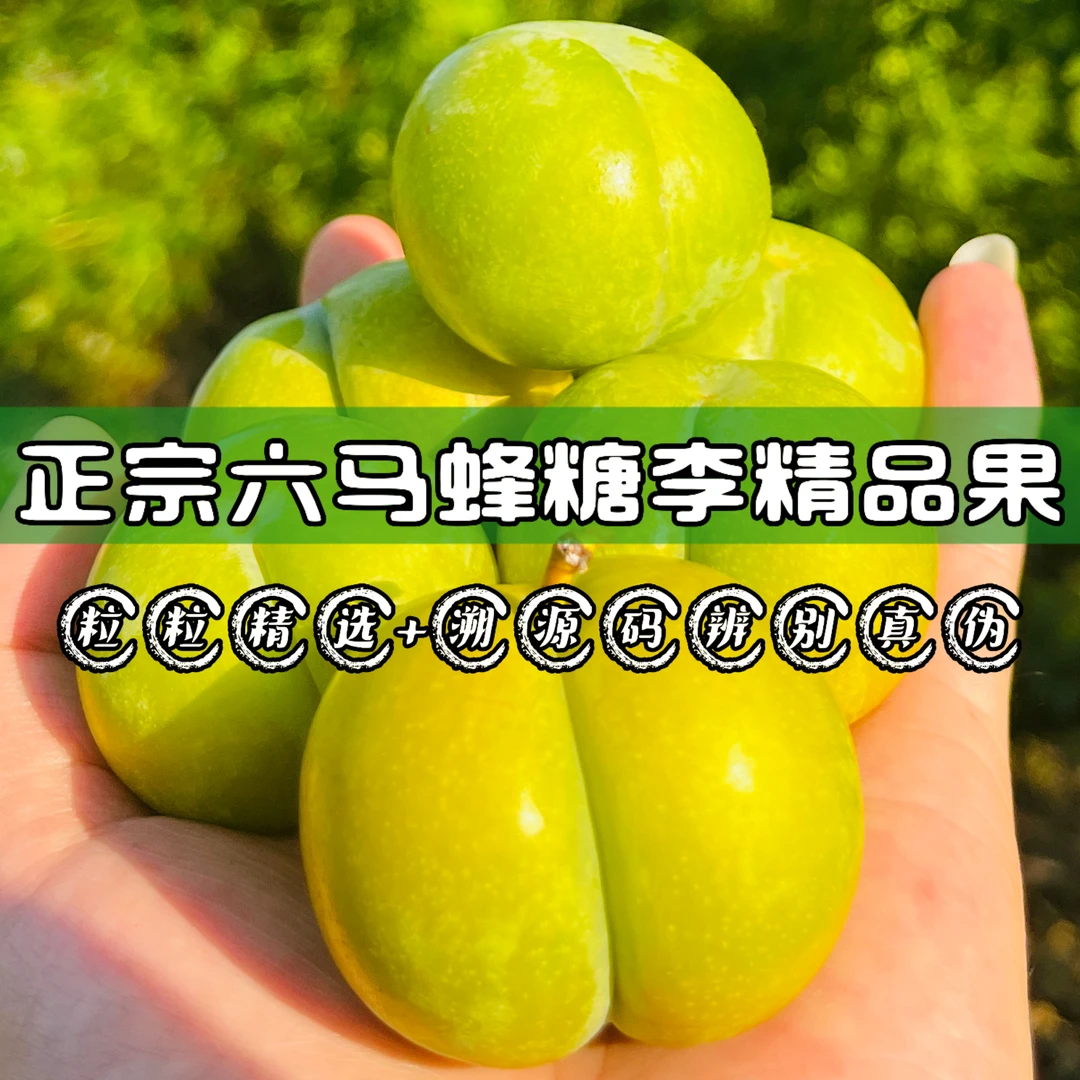 【大果中果】正宗贵州六马蜂糖李 大果皮薄肉厚 脆甜可口 九甜一酸