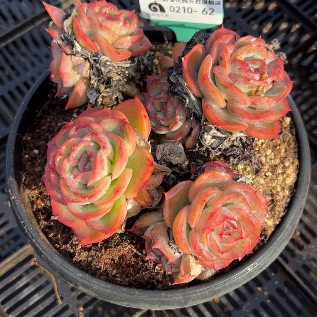 从前慢多肉精选编号0210.62