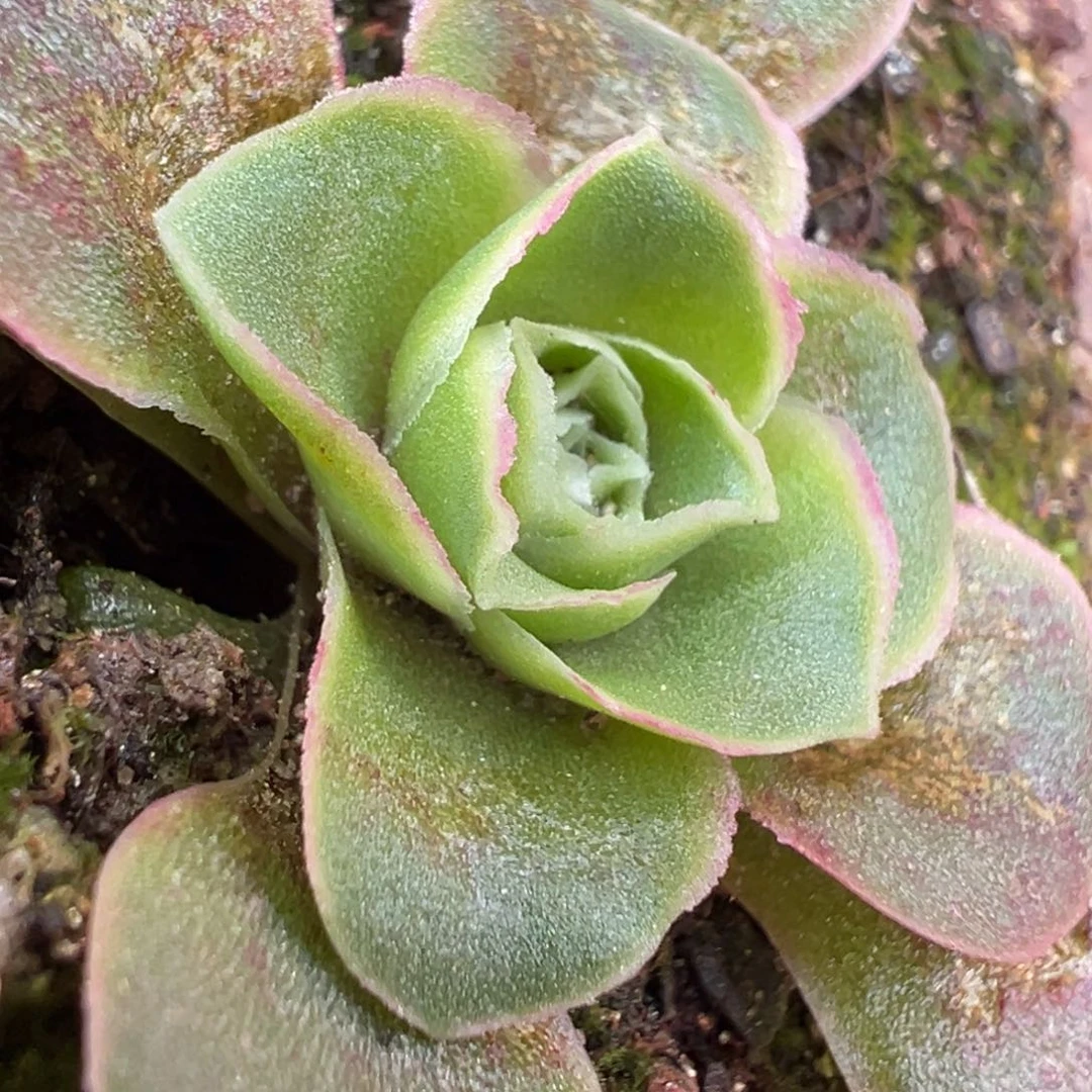 糖糖101彩虹之翼x各种 有伤福利