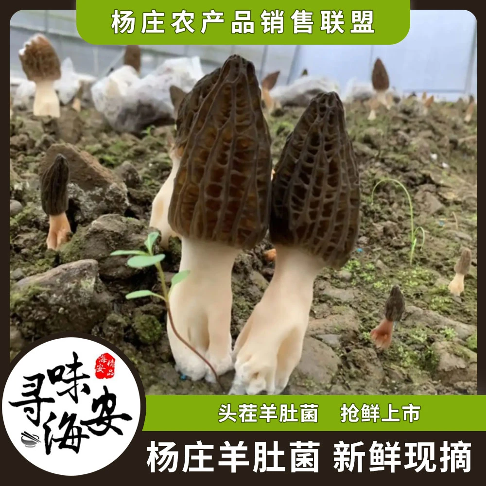 新鲜头茬羊肚菌【顺丰包邮】500g