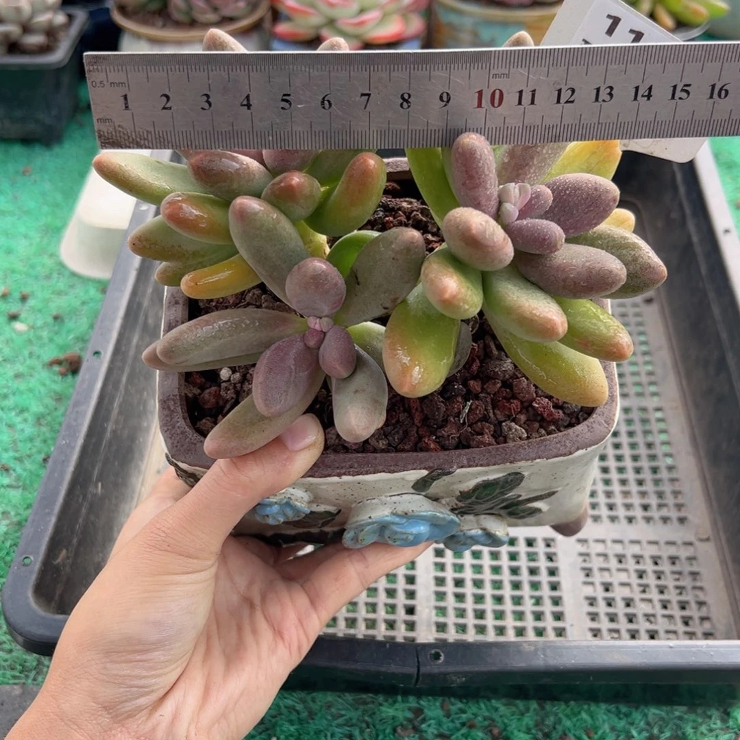 表妹精品多肉植物113.