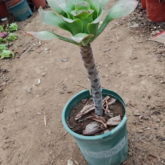 艳姿法师加急发货22