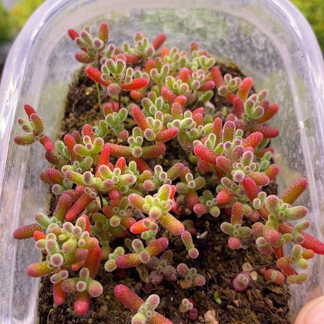 194混合切糕。   10个品种。