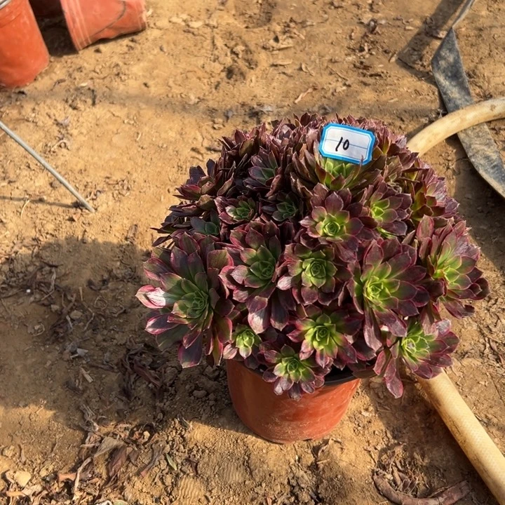 多肉植物安娜法师10