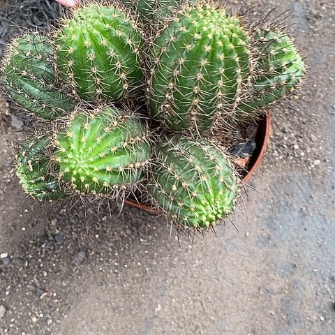 大白糖白糖367899