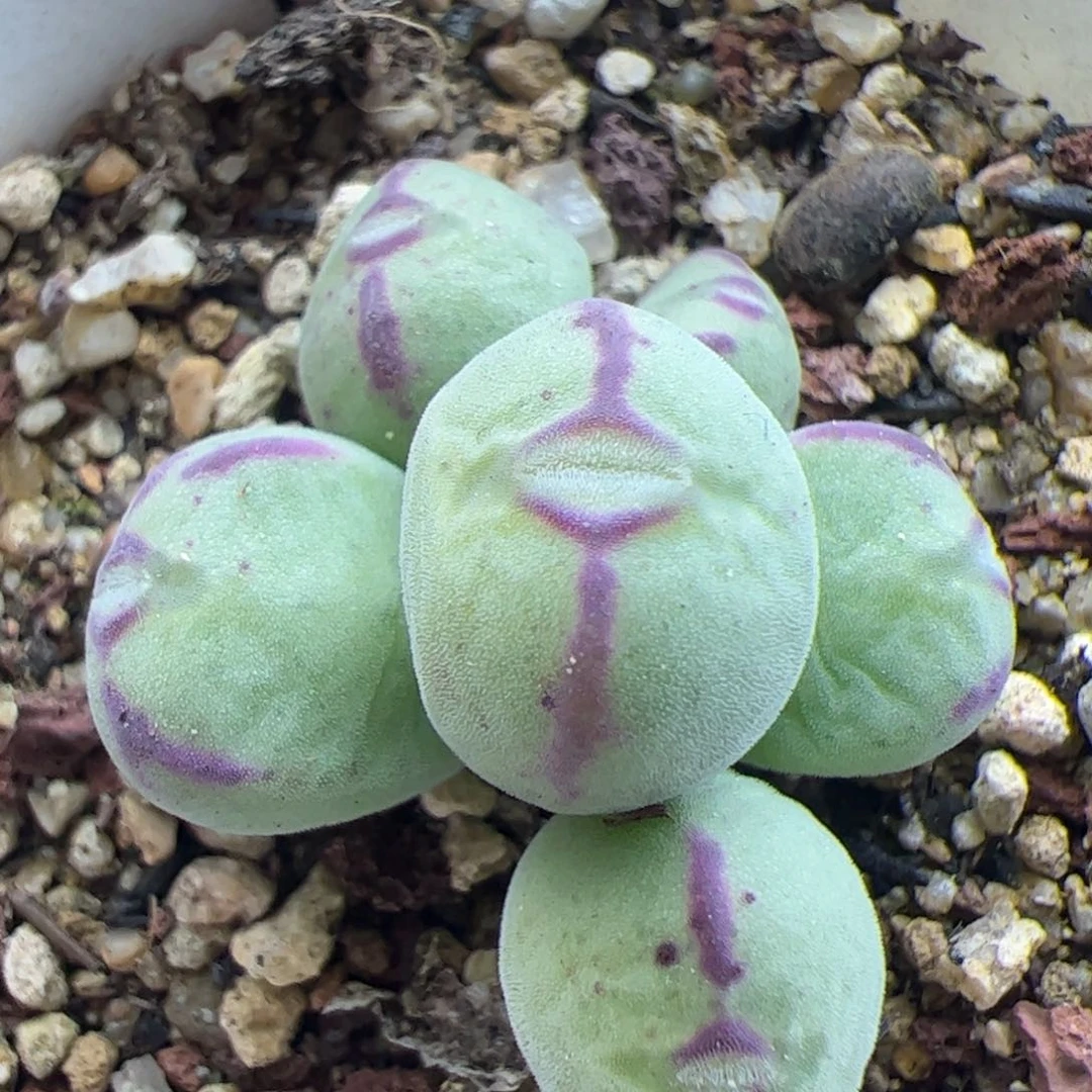 大家过年好22348