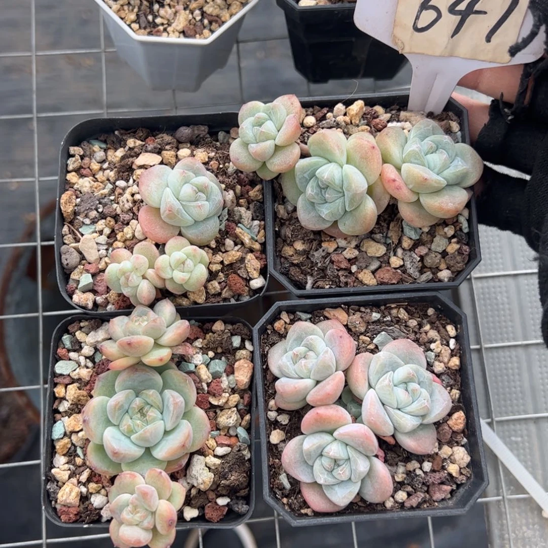 641号冰玉多肉植物