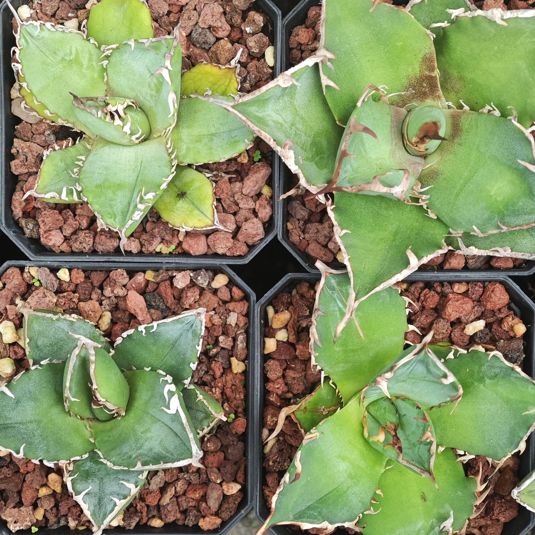 龙舌兰仁王冠园艺绿植新手套餐（蕾丝1，立可白1，凯撒1，黑帝斯1）