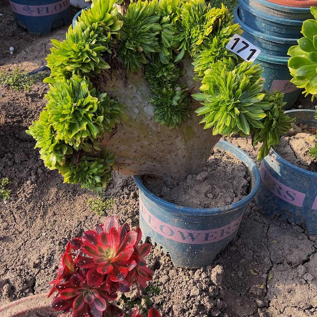 法师法师15-34包邮法师n