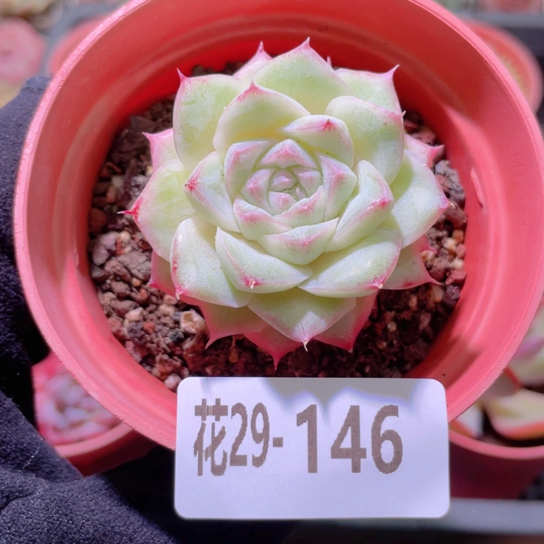 花利美29-146麦秆