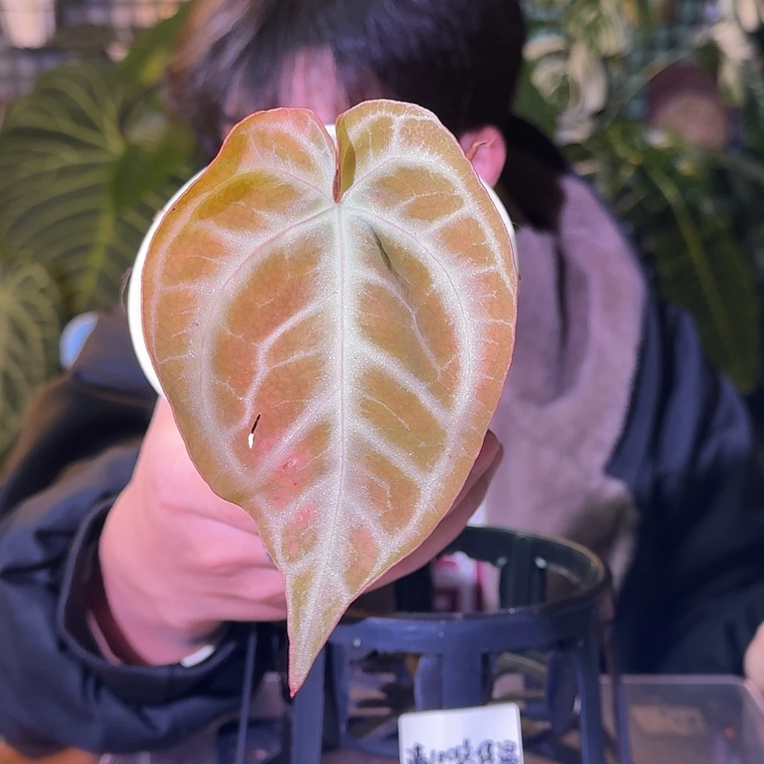 大部分花苞少量开放H393闪耀杂（微瑕）