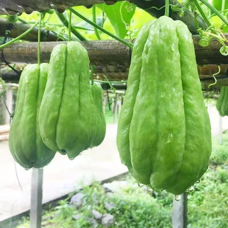 【择云记】云南新鲜佛手瓜5斤新鲜蔬菜