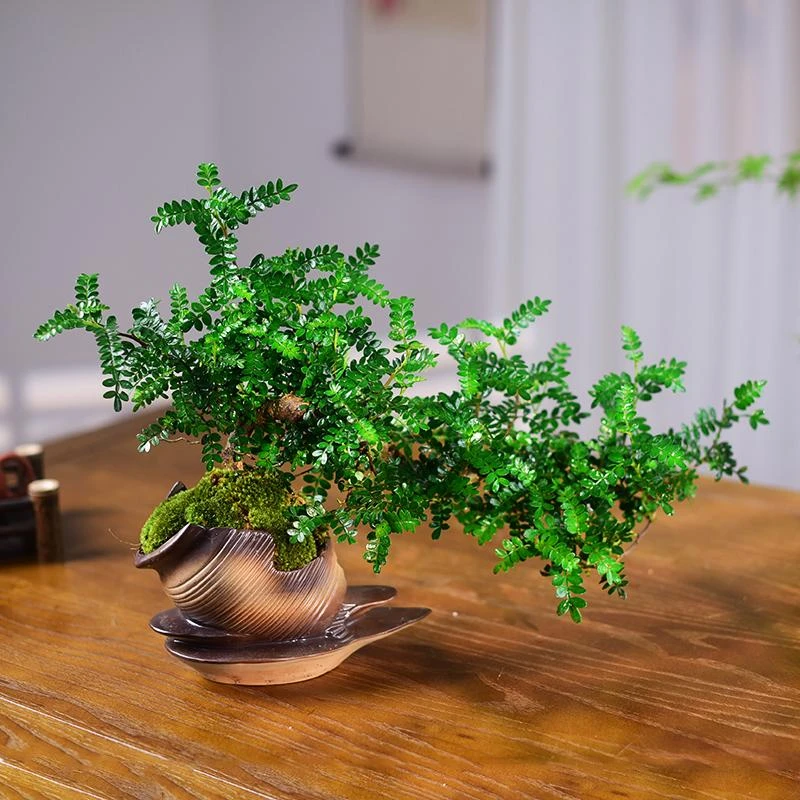 祥云飘枝清香木茶桌室内窗台绿植物办公室茶几桌面盆栽盆景