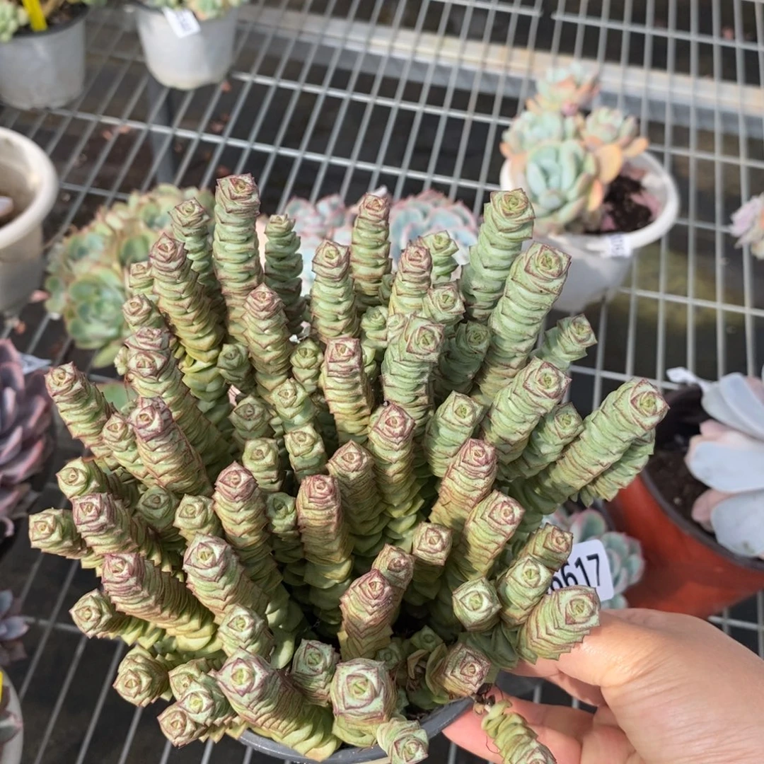 66177钱串子一物一拍