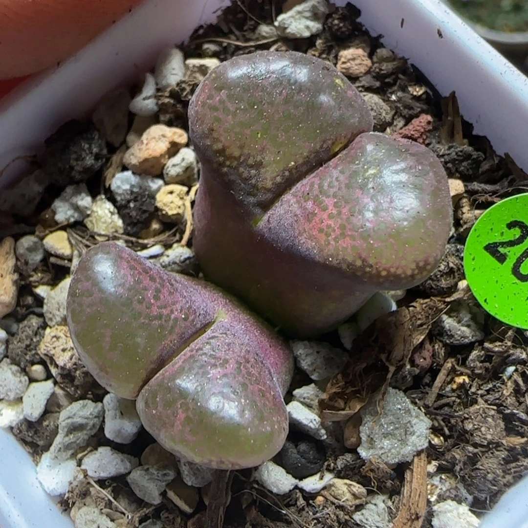 红风铃多肉植物204