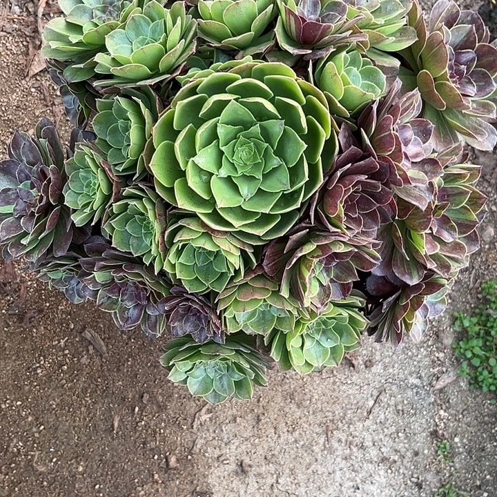 多肉植物花月夜锦…………