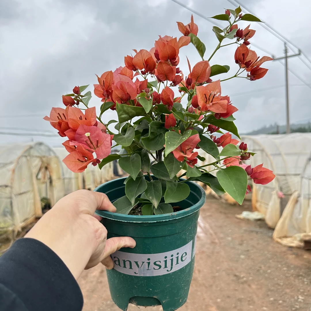 【不甜西瓜】三角梅盆栽老桩原盆原土带花发货花卉基地种植四季