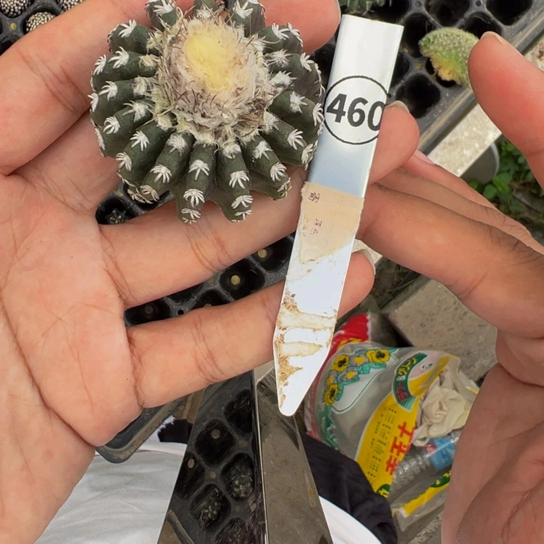 460实生根奇特球裸根发货