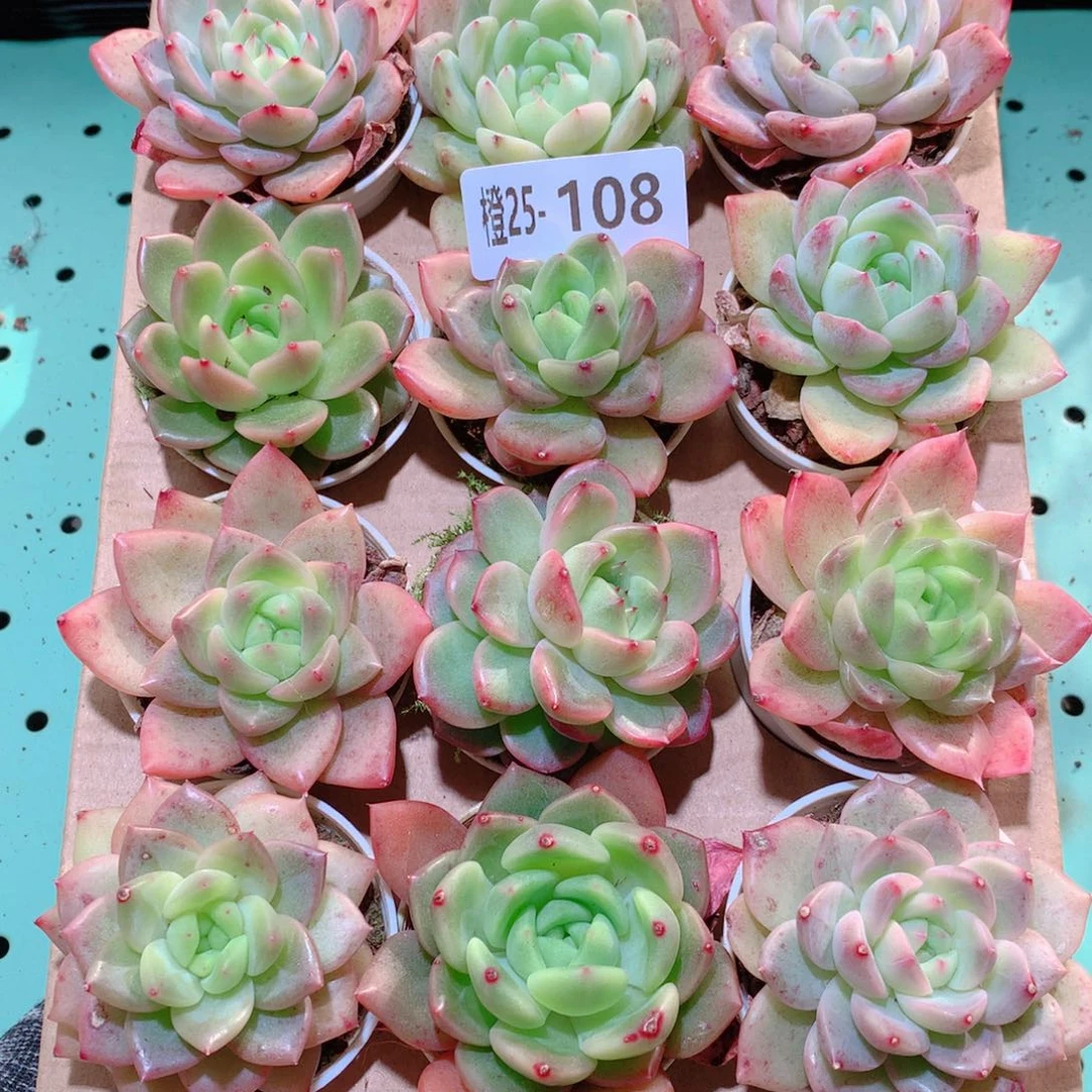 25-108一物一拍多肉带盆18颗