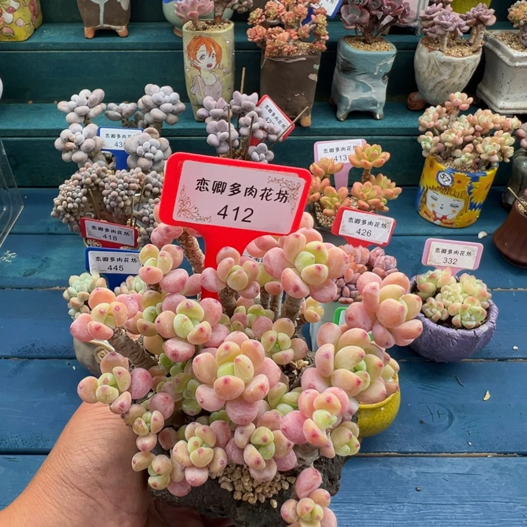 412号罗奇老桩无砍多头