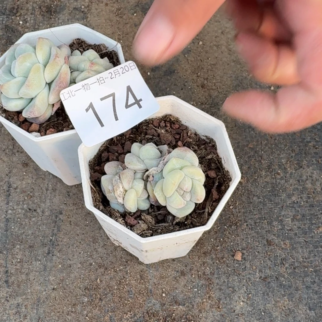 174号两颗江北多肉