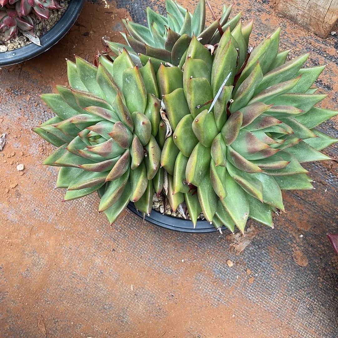 若如东云筐拍E939