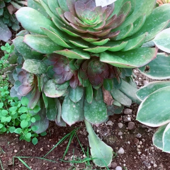 多肉植物红魔613