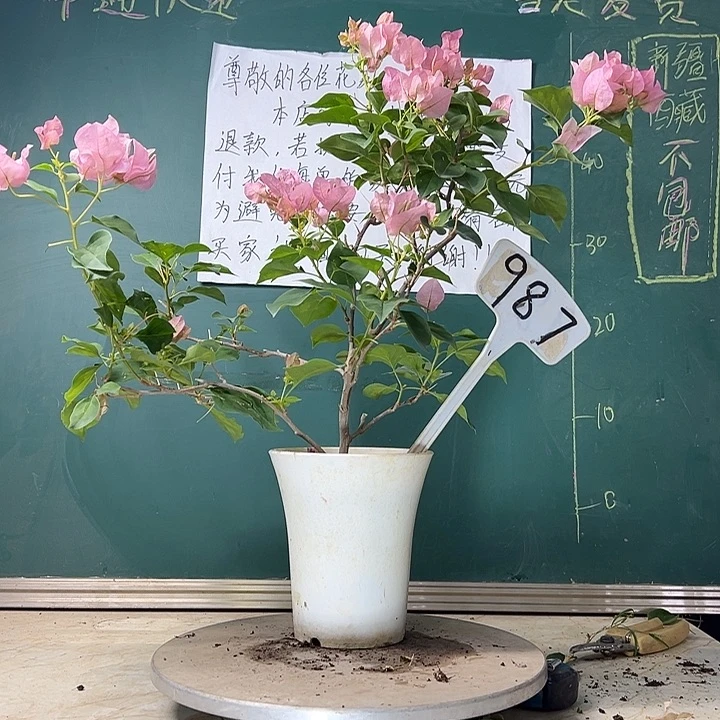 当前无花栽培后可以开花暗斑丽人 白盆 987