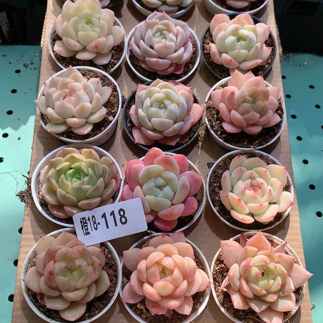 18-118一物一拍带盆18颗。