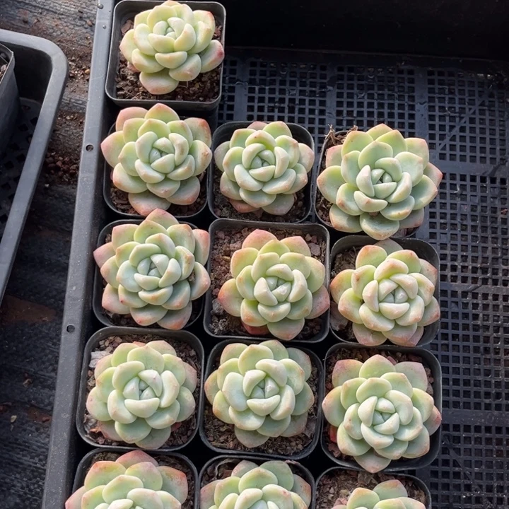 冰玉多肉七方盆一组13个冠幅保底5厘米4号