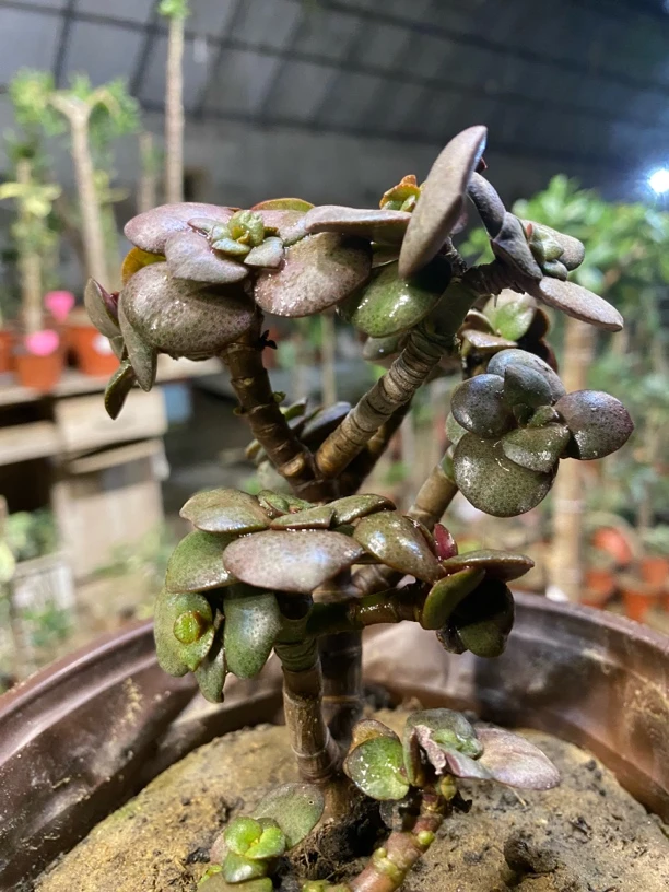 八宝石化舒锦(稀有品种)