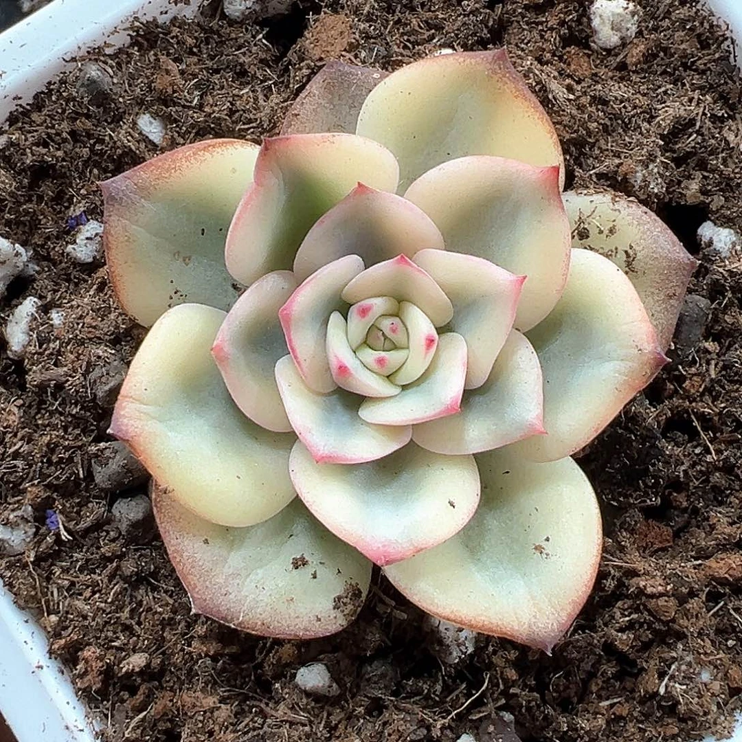 三文鱼锦福伦锦 小方花圃一物一拍