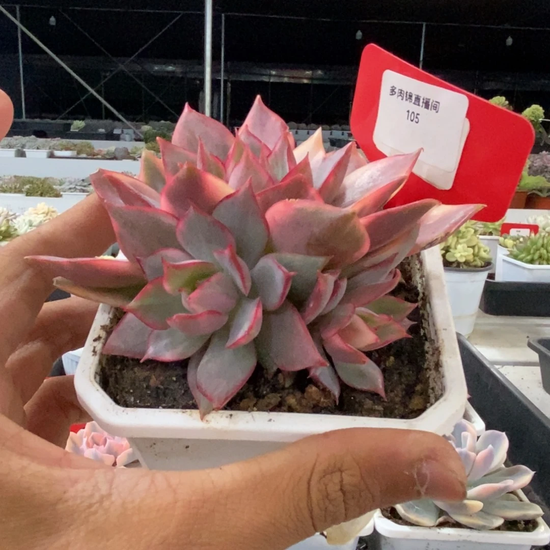 105号宝莲灯锦群多肉