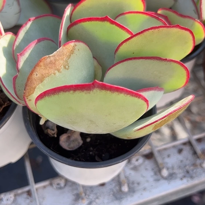 白眉群生特价多肉植物精品