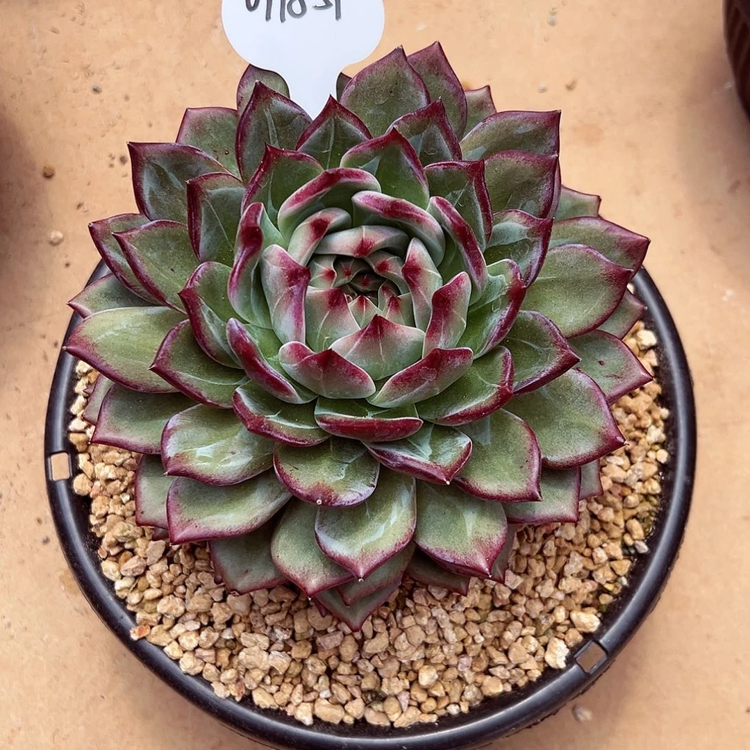 0918-59优选紫罗兰