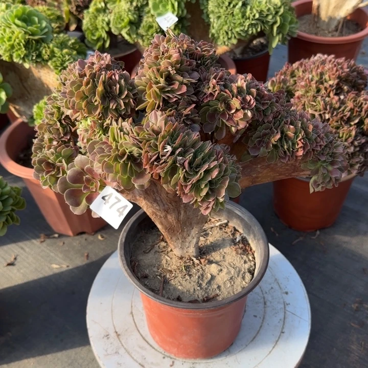 ✧***✧多肉植物玫瑰缀474