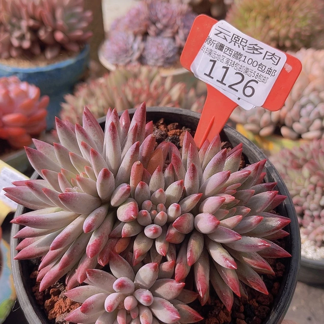 1126虞美人多肉植物