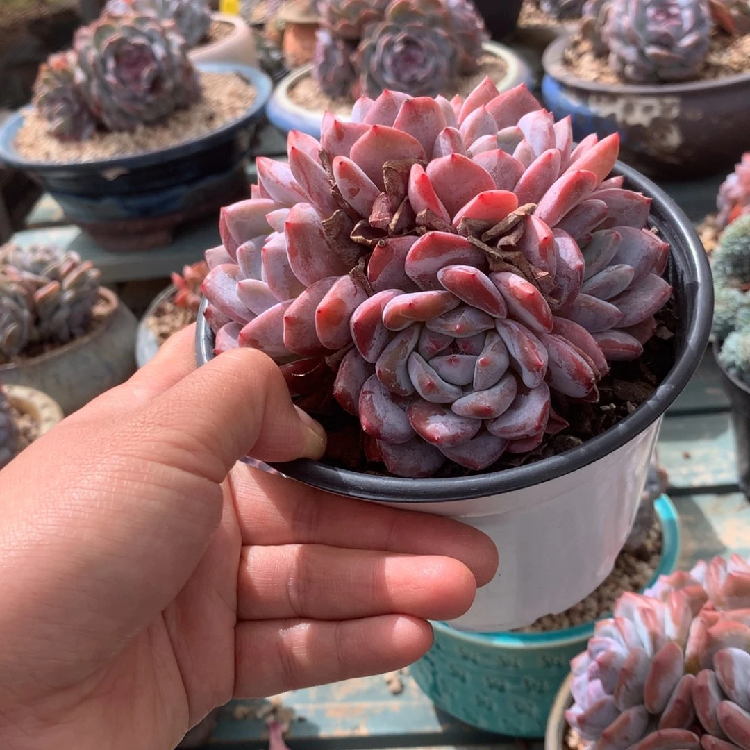 无花朵无砍花花花花花花花花1
