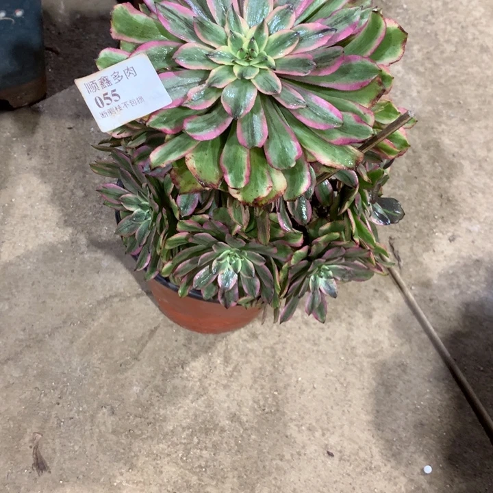 055粉黛多肉植物特价
