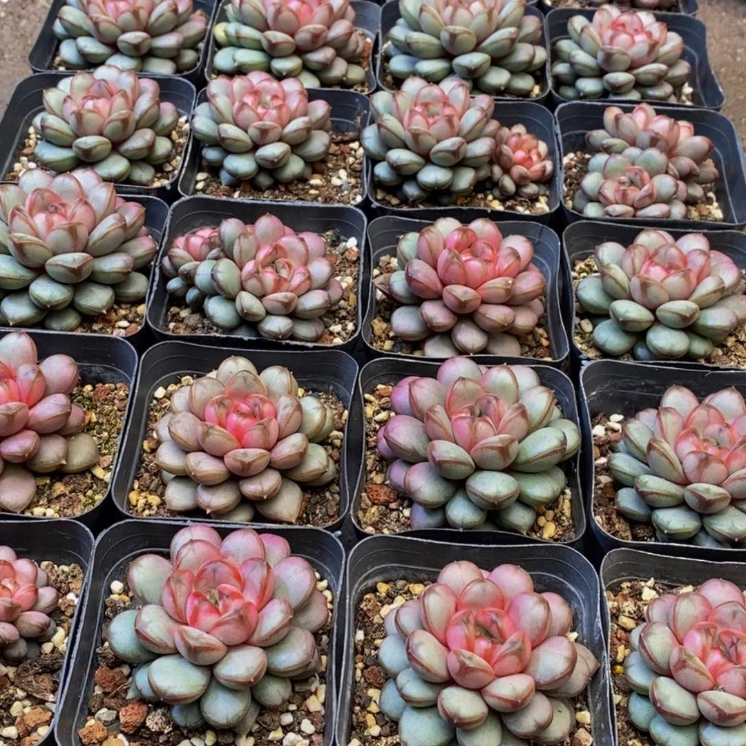 沐**奶462多肉植物保护研究所所长助理