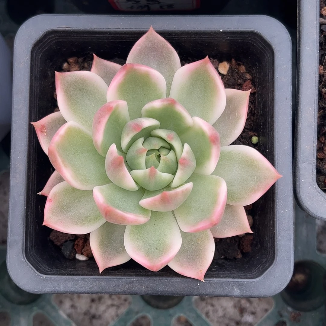灵魂锦 婕宝一物一拍