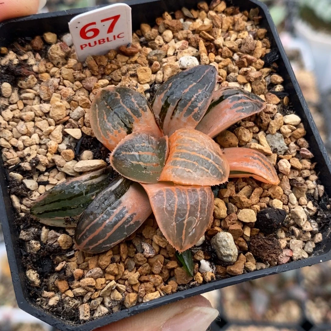 67湖斑亲之姬寿锦一物